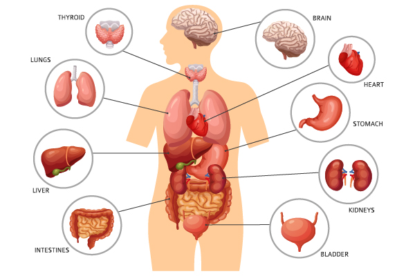 Một số cơ quan bên trong cơ thể: vận động, hô hấp, bài tiết nước tiểu